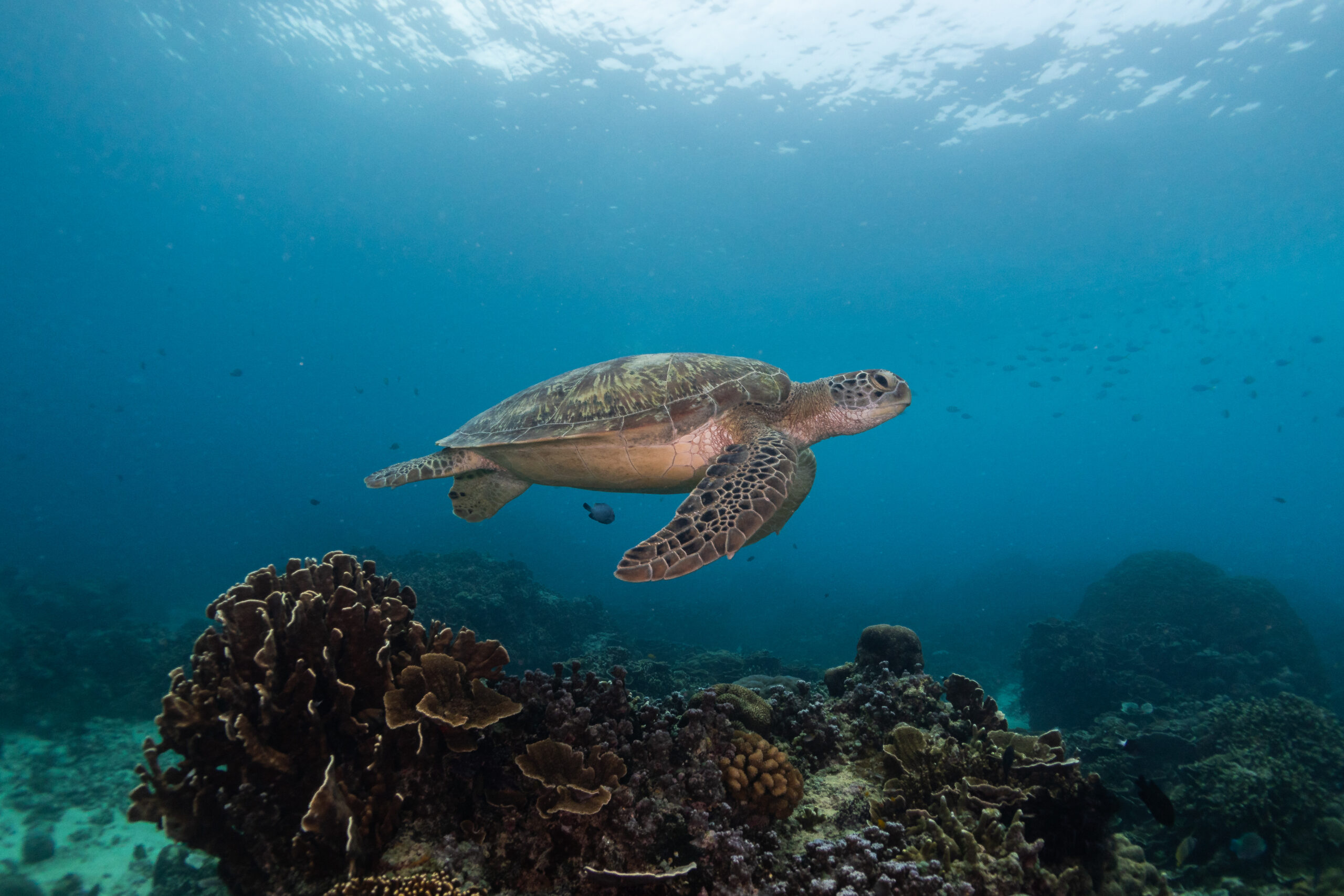 The Best Snorkeling Spots in Gili T turtle