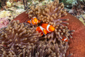 The Best Snorkeling Spots in Gili T nemo