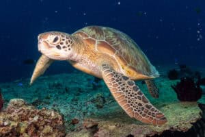The Best Snorkeling Spots in Gili T turtle