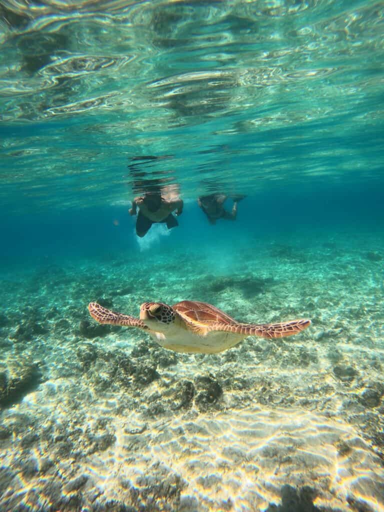 Snorkeler swimming with a green sea turtle on a Gili Islands trip from Lombok